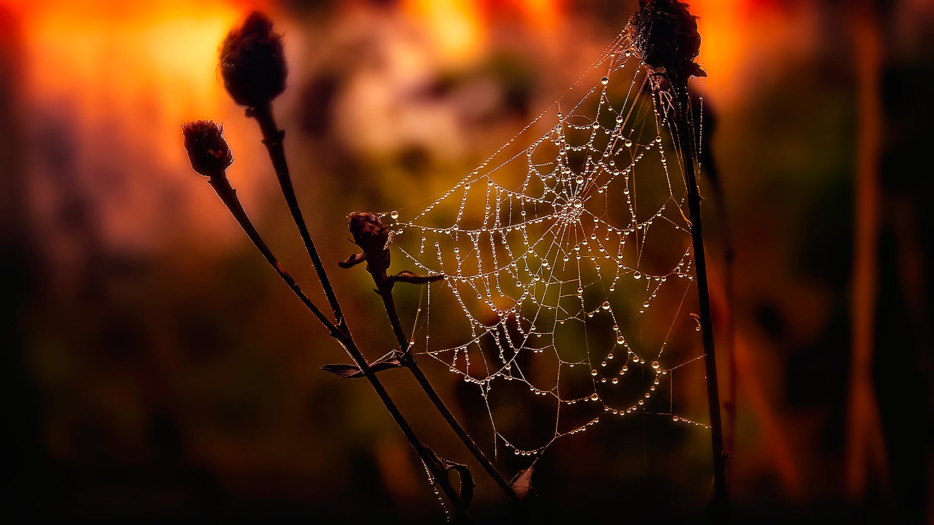 Spiders' web between plant stalks, backlit with dimly lit orange toned sunset, or sunrise.